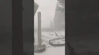 Всех с Вербным Воскресеньем!     😀