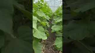 Огурец мадрилене #agriculture