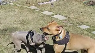 Thai Ridgeback dog playing with best friend