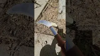 How to remove a citrus tree