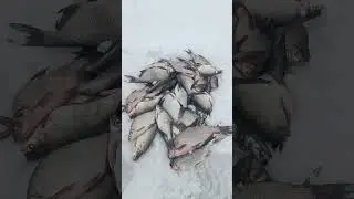 Зимняя рыбалка, улов на Вилейском водохранилище