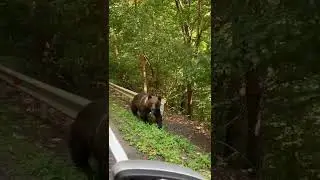 Дикие медведи в Румынии 🇷🇴 / wild bears in Romania