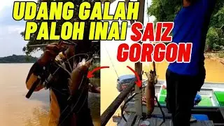 Memancing Udang Galah Paloh Inai saiz GORGON !