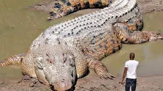 INCREÍBLES MOMENTOS DE COCODRILOS CAPTURADOS POR LAS CÁMARAS