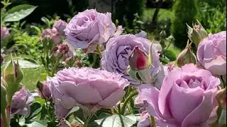 Клумба сиреневых роз стартует!