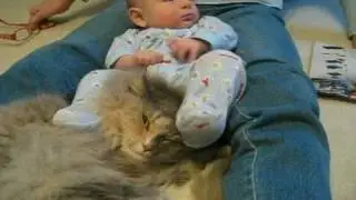 The world's most patient cat