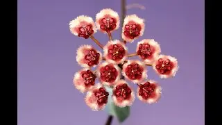 A NOID Acanthostemma Hoya and a Couple of Friends