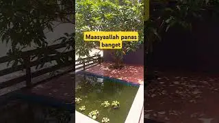Kolam ikan kesayangan Muara Syifa #shorts #kolamikan #ikan