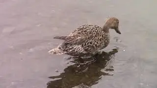 Birds of Newfoundland-Northern Pintail-Anas acuta