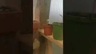 Sunflower City