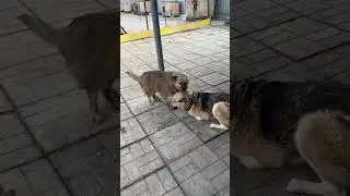 Ритуля и друзья 🤗