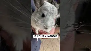 CHINCHILLA WAS BORN TO BE KING 🦁