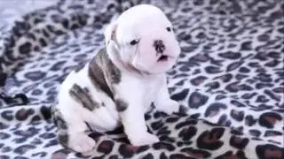 Silly Puppies # 1 - Funny Puppies Compilation 2016