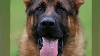 VP1 British Sieger Minor Puppy - Tornado du val d’Anzin