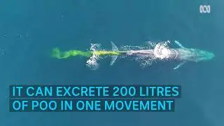 Marine scientists measure the heart rate of the blue whale and it's astonishingly low