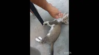 Funny Cat