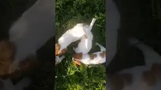 Щенки Джек рассел
