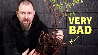 Fixing Soil That Destroyed Bonsai Mother Tree