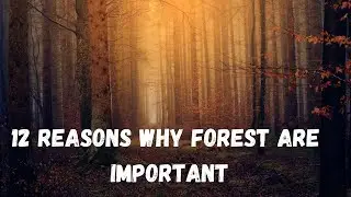 12 Reasons Why Forest Are Important