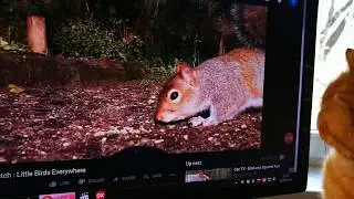 Нюша смотрит ютуб