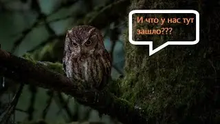 Lineage 2 Essence. Поговорим про грядущую обнову и поточим вещи...