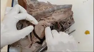 Pharynx -parts and features