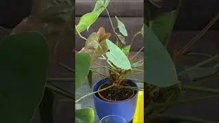 Propagating Anthurium from Cuttings | Short