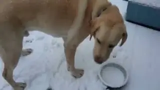 Hera's first snow of the year!