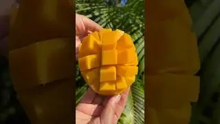How to cut a mango into cubes 🥭
