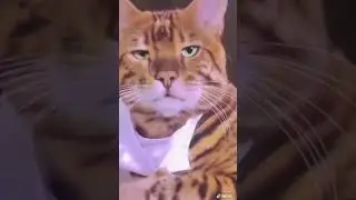 kucing sok cool 🤣 || funny cut #shorts