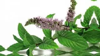 This PLANT is a MONEY magnet! Just put it in the kitchen!