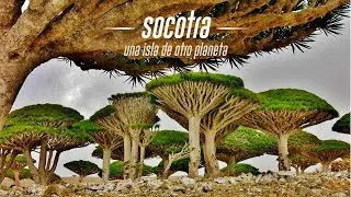 Socotra, una isla de otro planeta