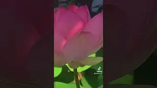 Мы в итальянском зоопарке. Лигнано 2024