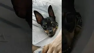 зубки 2 #dog #злаясобака #популярное #той #тойтерьер #хочуврек #minidog #кузя #зубки #trending