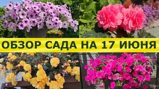 ОБЗОР САДА НА 17 ИЮНЯ