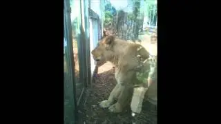 Lion attacks glass at zoo!