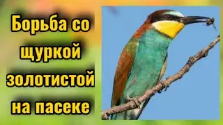 🟠Метод против щурок. 🟢Необычный способ работает! 🔴Пчеловодство 2021