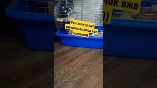 Pov: коли однієї упаковки паличок вже малувато))