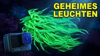 GoPro im extremen Einsatz | Fluoreszenz - das geheime Leuchten von Tieren und Pflanzen unter Wasser