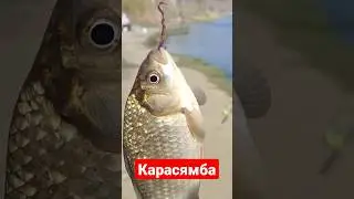 Карасямба.
