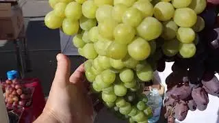 СТЕНД ВИНОГРАДА ОДЕССЫ.  КИШМИШ РАТАТУЙ - ВКУС ОООЧЕНЬ УДИВИЛ!