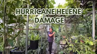 GARDEN UPDATE AFTER HURRICANE: fallen trees, snakes, & debris