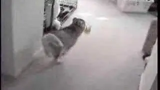 Siberian Husky puppy playing