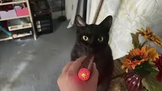 My Cats Get Zooted