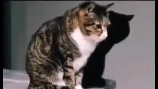 два кота сидят под бэд пигиес