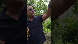 ផ្លែមានចំការ ធម្មជាតិពិតៗ