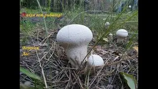 Грибная рыбалка