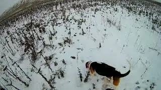 Охота на зайца в подсолнухах № 2