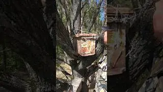 ГЛАВНОЕ ПРИ УСТАНОВКЕ ЛОВУШЕК ДЛЯ ПЧЁЛ 