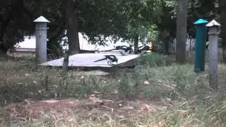 тусовка у сорок